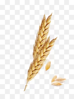 Download Hd Png Freeuse Barley Vector Spike Wheat - Barley ClipartFlare.com 