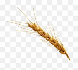 Free Png Barley Png Images Transparent - Barley Png | Full Size ClipartFlare.com 