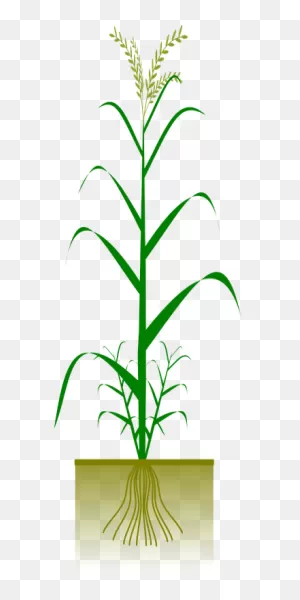 Wheat Barley Spelt - Free Vector Graphic On ClipartFlare