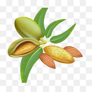 Almond Png Clipart Image - Almond Tree Clipart Transparent Png ClipartFlare.com 