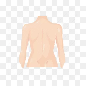 Anatomy, Back, Back Body, Body, Female Body, Human Parts, Spine ClipartFlare.com 