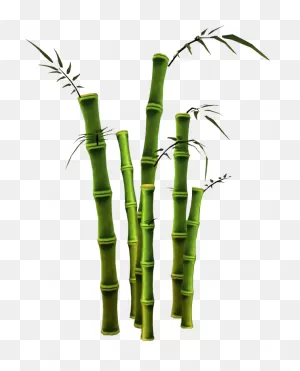 Bamboo (Tree) | Runescape Wiki | ClipartFlare