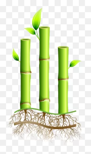 Building With Bamboo | Sustainability & Strength | Cali