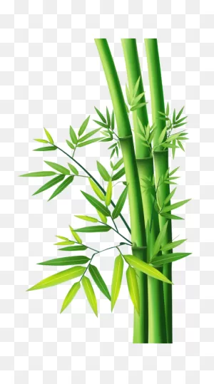 Download Bamboo Free Png Transparent Image And Clipart
