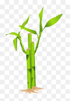 Family Bamboo Plant Stem Grass Family Clipart - Family Clipart ClipartFlare.com 