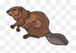 Beaver Clipart. Free Download Transparent .png | ClipartFlare