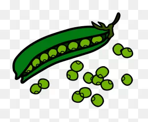 Green Beans Clip Art - Png Download - Full Size Clipart (#991602 ClipartFlare.com 