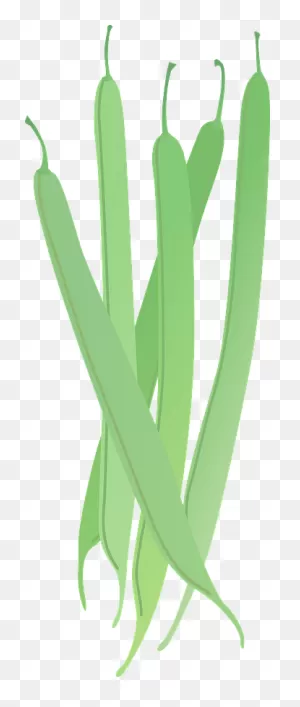 Green Beans Clipart. Free Download Transparent .png | ClipartFlare