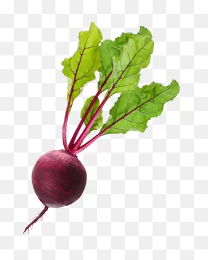 Beet Png Clipart 24478 - Web Icons Png