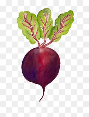 Beet Vegetables Cooking - Free Image On ClipartFlare