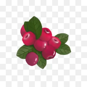 Raspberry Berry Blackberry - Free Vector Graphic On ClipartFlare