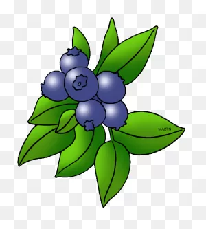 Vector Drawing Of Leaves And Berries Of A Holly | Free PNG-WebP
