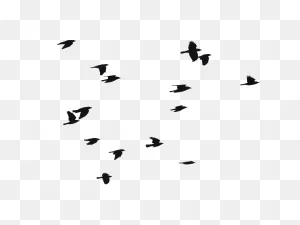 Birds Flying Png Image (Isolated-Objects) | Textures For Photoshop