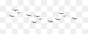 Flying Flock Of Birds Png Image | Png All