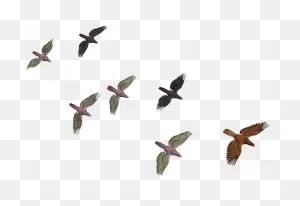 Flying Birds Png - Transparent Birds Flying Clipart - Large Size ClipartFlare.com 
