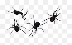 Black Widow Spider Clip Art Drawing Free Image Download
