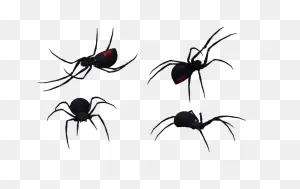 Black Widow Spider Drawing Clipart - Free To Use Clip Art Resource ClipartFlare.com 