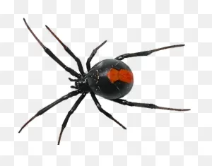 Black Widow Spider Transparent Background Clipart - Full Size ClipartFlare.com 