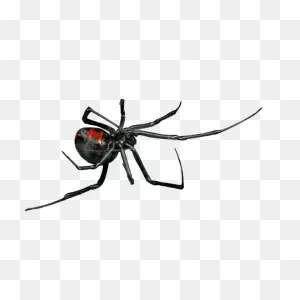 Get Rid Of Black Widow Spiders With Bug-A-Way – Bug-A-Way