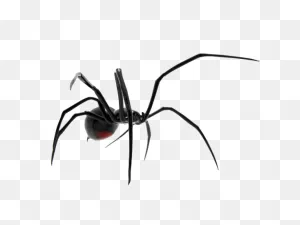 Pest Control For Spiders Springfield Mo | Missouri Spiders And ClipartFlare.com 