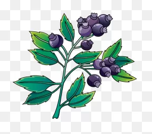 Picture Royalty Free Library Image Of Blueberry Blueberries - Blue ClipartFlare.com 