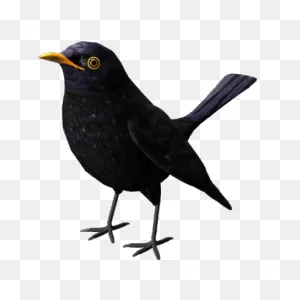 Animated Blackbird Gif | Animation, Black Bird, Happy New Year ClipartFlare.com 