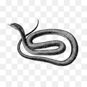 Black Snake | Free PNG-WebP