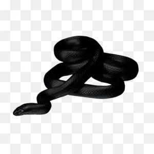 Black Snake Transparent Png - Stickpng