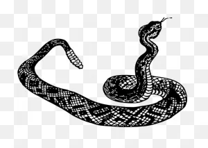 Clip Art Black And White Download Rattlesnake Panda - Snake Clip ClipartFlare.com 