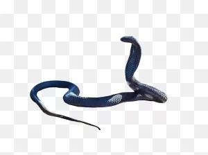 Download Cobra Snake Clipart Hq Png Image | ClipartFlare