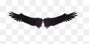 Black Wings - Google Search | Wings Png, Black Wings, Angel Wings Png