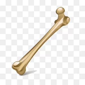 Bone Human Skeleton Icon - Bone Png Image Png Download - 512*512 ClipartFlare.com 
