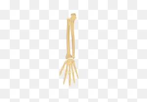 General Anatomy Of The Hand And Wrist Bones