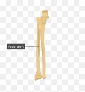Radius And Ulna Bones Anatomy - Anterior Markings