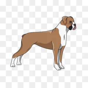 Boxer Vector & Templates | Ai, Png, PNG-WebP