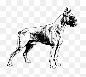 Boxer Dog Vector Image | Public Domain Vectors