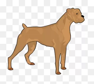 Brown Boxer Clip Art At ClipartFlare ClipartFlare.com - Vector Clip Art Online, Royalty Free ClipartFlare.com 