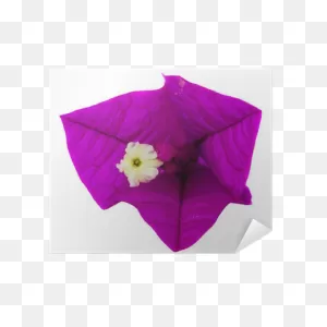 Bougainvillea Flower Poster • Pixers® - We Live To Change
