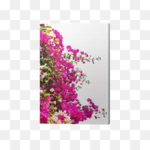 Bougainvillea Flowers Canvas Print • Pixers® - We Live To Change