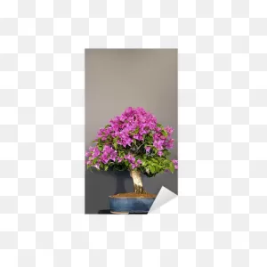 Bougainvillea Tree. Pattern Of Bonsai. Sticker • Pixers® - We Live ClipartFlare.com 