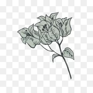 Flowers Bougainvillea Hand Drawn #ad , #sponsored, #affiliate ClipartFlare.com 