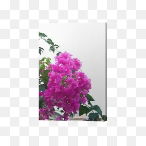 Thai Purple Bougainvillea Flower Canvas Print • Pixers® - We Live To ClipartFlare.com 
