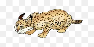Free Bobcat Cliparts, Download Free Bobcat Cliparts Png Images ClipartFlare.com 
