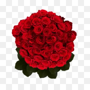 Red Roses- 50 Fresh Flowers For Birthdays, Weddings Or Anniversary