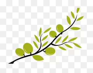Branch Clipart Olive Branch - Png Download - Full Size Clipart ClipartFlare.com 