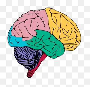 36 Free Brain Clipart - ClipartFlare ClipartFlare.com