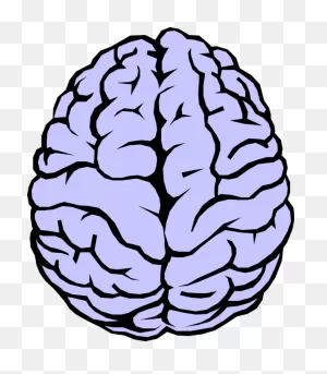 Download Vector Illustration Of The Human Brain - Brain Clipart ClipartFlare.com 