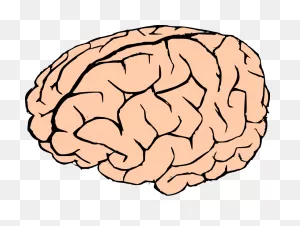 Free Brain Cliparts Transparent, Download Free Brain Cliparts ClipartFlare.com 