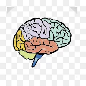 Lightbulb Clipart Human Brain - Brain Split Into Lobes - Png ClipartFlare.com 
