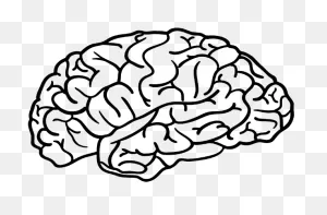 Plain Picture Of The Brain Clipart - Full Size Clipart (#4183387 ClipartFlare.com 